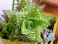 Aloe juvenna
